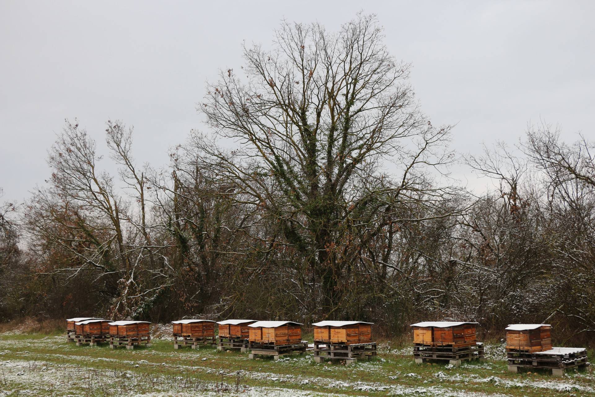 Ruche Hivernage